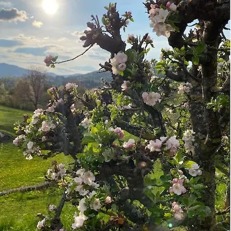 Spacious In Nature With Sauna! Apartament