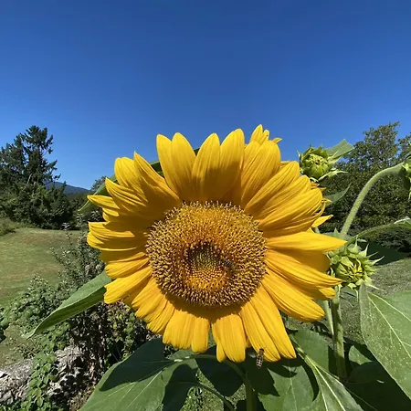 Spacious In Nature With Sauna! *